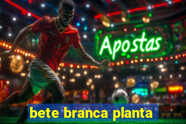 bete branca planta